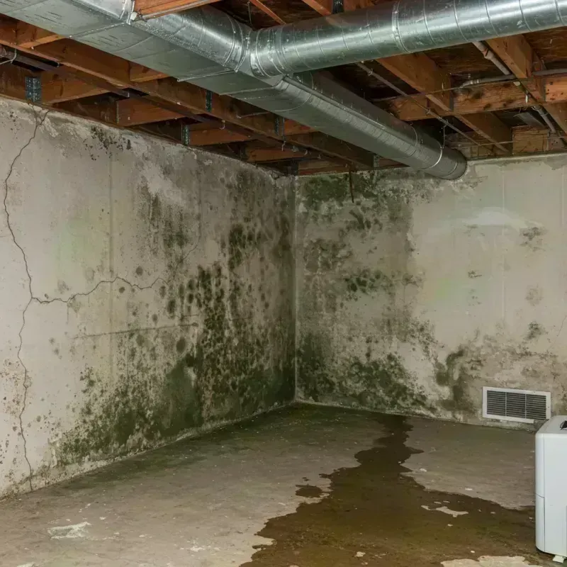 Professional Mold Removal in Hot Sulphur Springs, CO